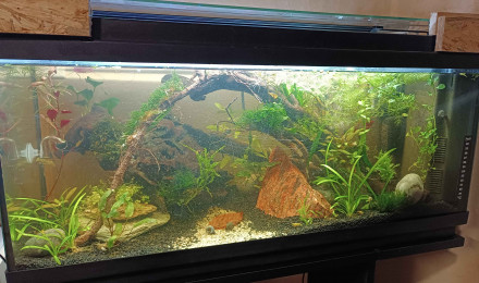 aquarium La petite jungle