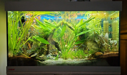 aquarium eheim 126 asie