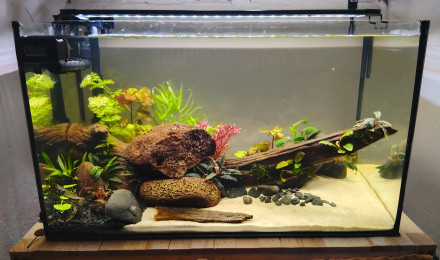 aquarium 60l Wildscape Ardèche