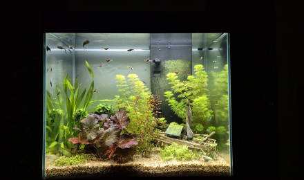 aquarium Bac 108L