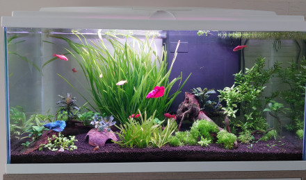 aquarium Barbus cerise et bettas