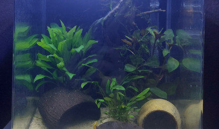 aquarium Néocaridina 10l