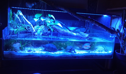 aquarium Aquarium tortue