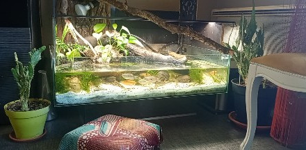 aquarium Aquarium tortue