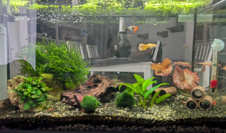 aquarium Aquarium Guppy - Rasboras Galaxy