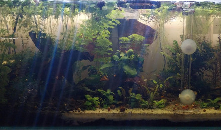 aquarium 48L Australo Guinéen