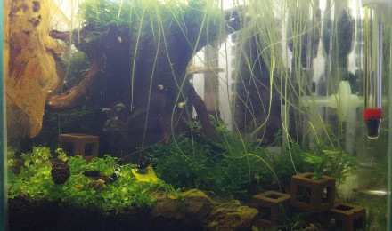 aquarium 14.7L Spé Caridina Black et Blue Panda