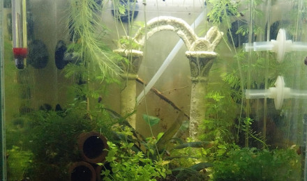 aquarium 17.7L Spé Yellow Neon