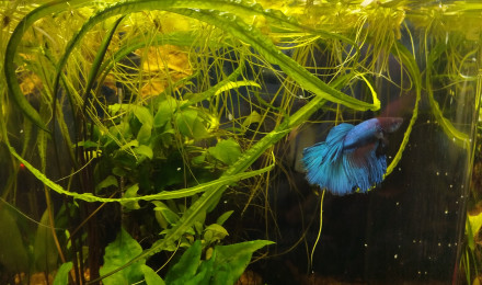 aquarium Nano Railay