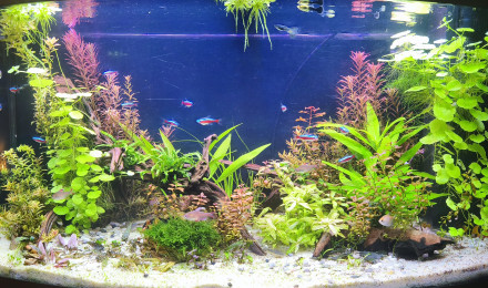 aquarium Juwel Vision 180