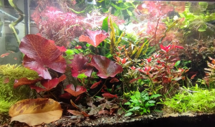 aquarium Aquatlantis 180 hollandais