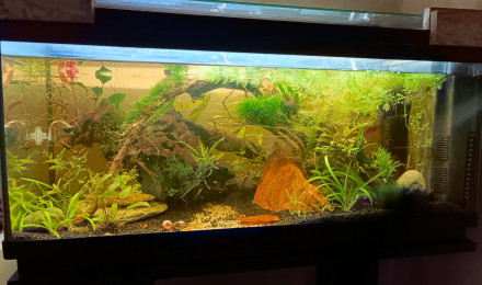 aquarium La petite jungle