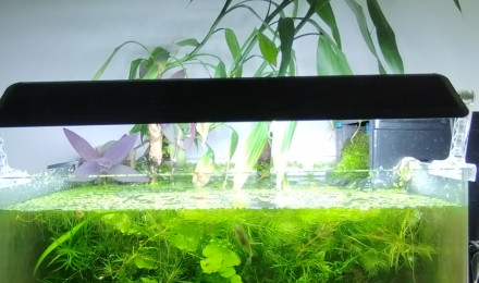 aquarium Bac 2 - Communautaire Blue Velvet et Endler - 60