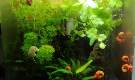 aquarium Bac 3 - Spécifique Red Sakura - 30