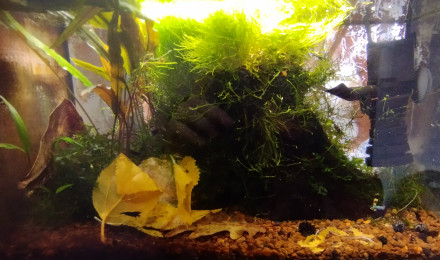 aquarium Bac 4 - Spécifique Taiwan bee mix Black - 20