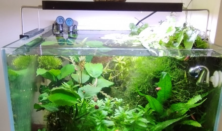 aquarium Bac 5 - Spécifique Taiwan bee mix Red - 60