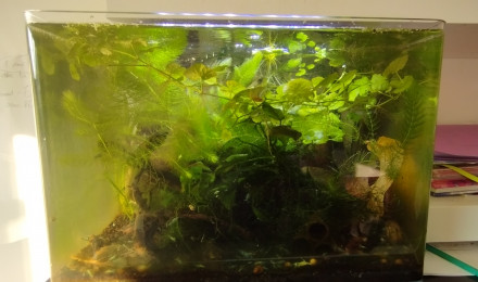 aquarium Bac 6 - Spécifique Taiwan bee Blue Bolt - 35