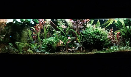 aquarium Amazonien hollandais