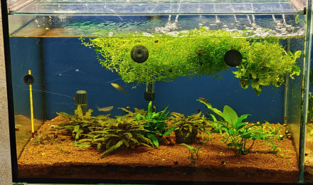 aquarium Eheim 240 - Demi Gauche