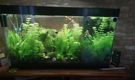 aquarium Communautaire 250l