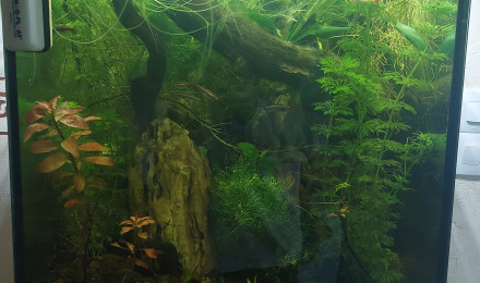 aquarium Bac Tanichthys Albonubes