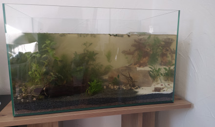 aquarium Aquarium low-tech 45L