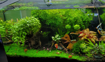 aquarium Aquarium communautaire 60