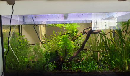aquarium Walstad 100L