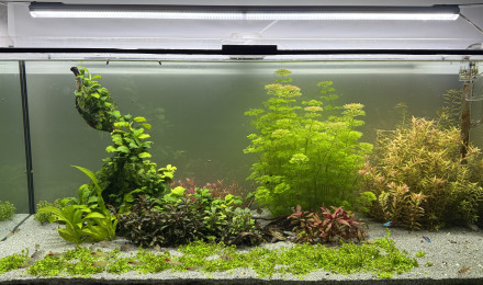 aquarium Communautaire 300L
