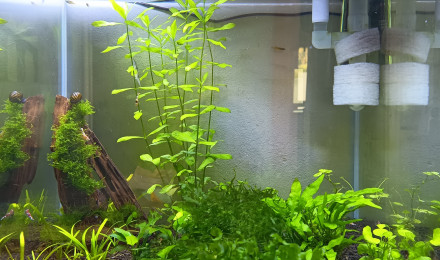 aquarium 90L