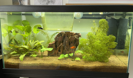 aquarium 60l
