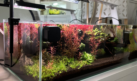 aquarium Red Shallow