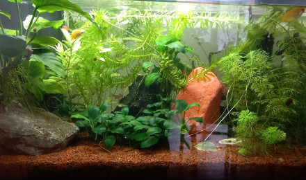 aquarium Aquarium du salon