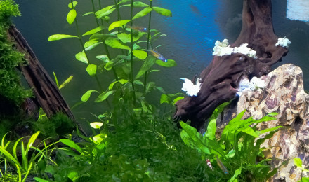 aquarium 90L