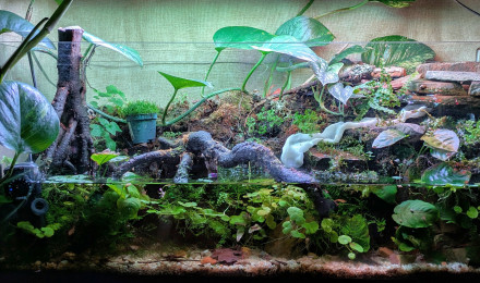 aquarium Paludarium
