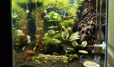 aquarium Petit monde