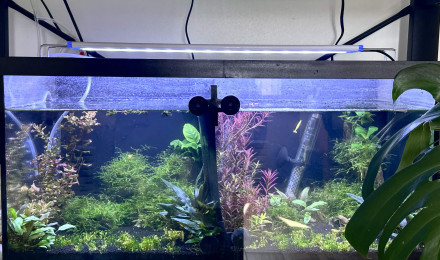 aquarium aquarium planté