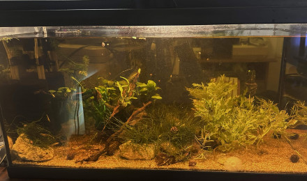 aquarium Black water