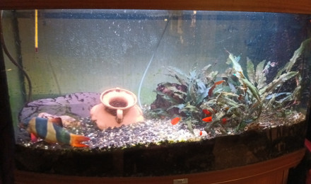 aquarium Mon Vision 180l