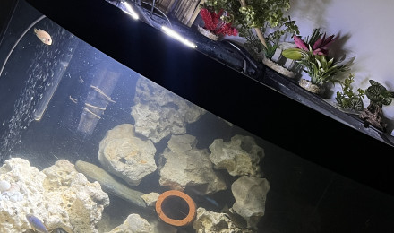 aquarium Biotop cichlidé africain