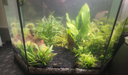 aquarium 30 litres Crevettes