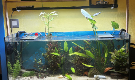 aquarium aquarium de crevettes