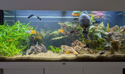 aquarium JUWEL RIO 180 LED