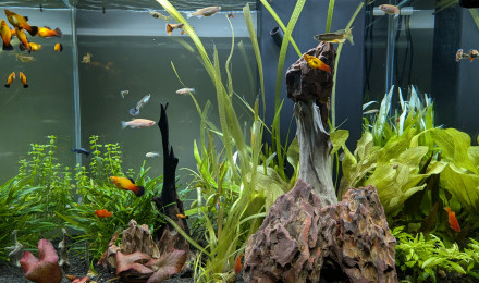 aquarium CIANO EMOTION PRO 60