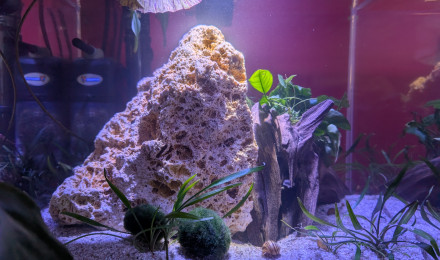aquarium AMTRA NANOSCAPING 35