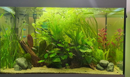 aquarium Bac amérique du sud