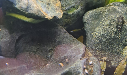 aquarium Bac sewellia en cours transfert vers plus grand