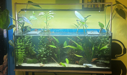 aquarium aquarium de crevettes