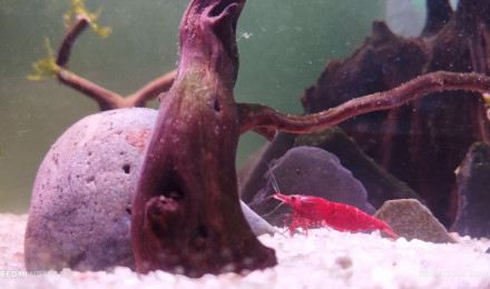 aquarium Aquarium Crevettes Davidi