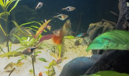 aquarium Communautaire